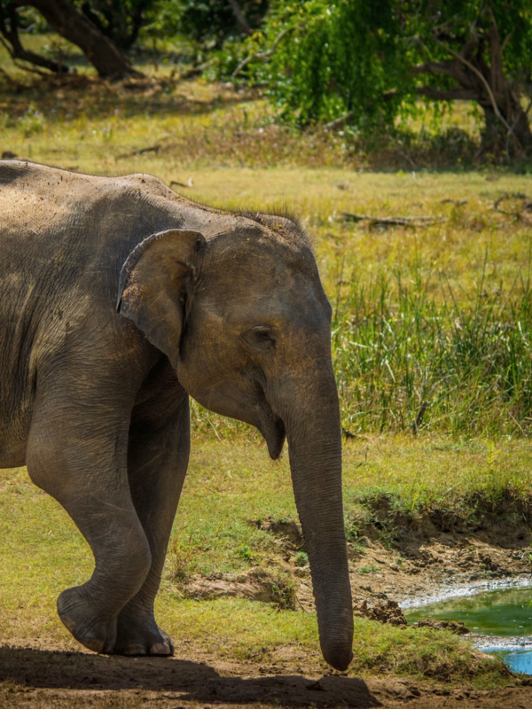 Sri Lanka