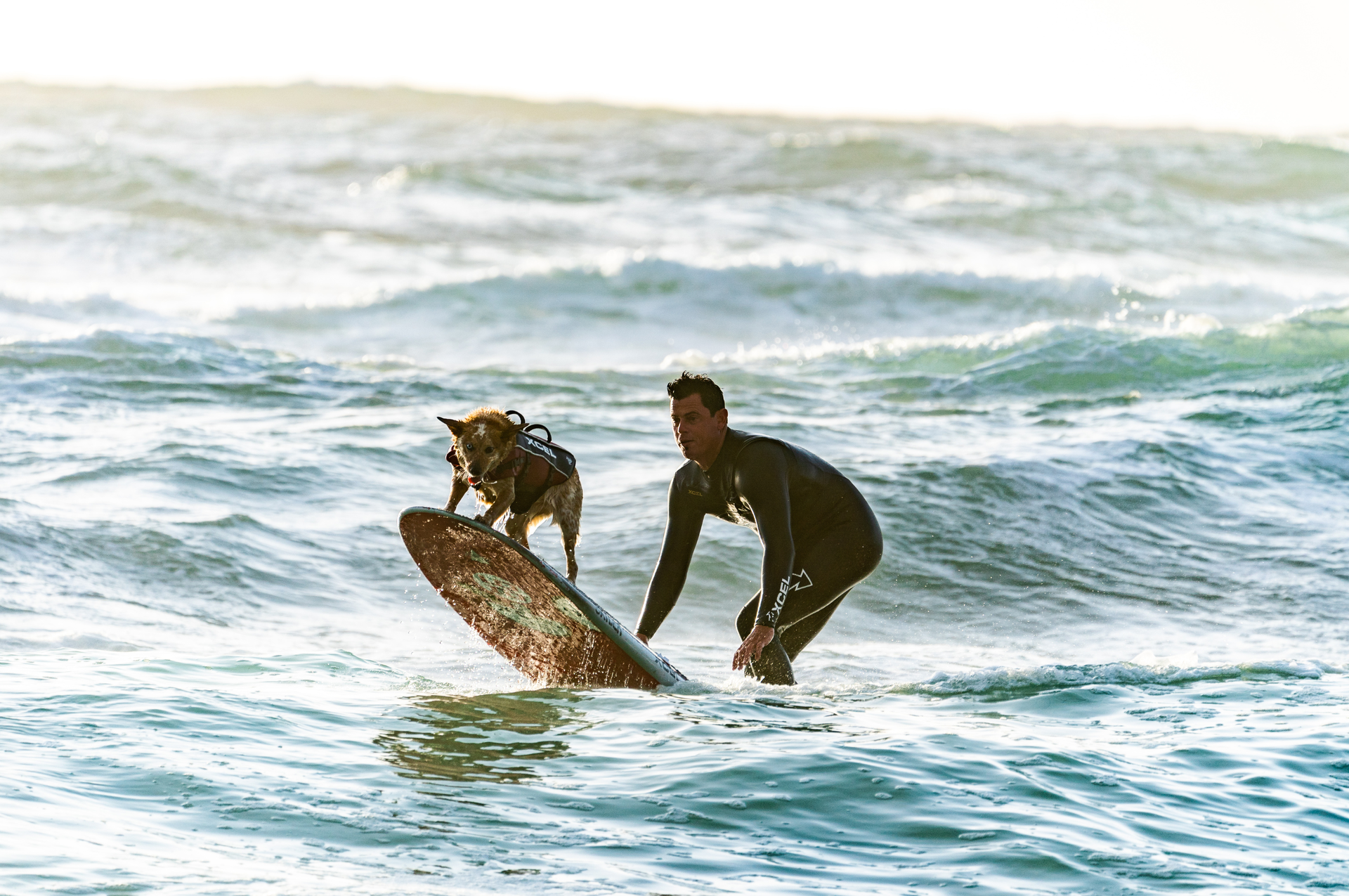 Mężczyzna w piance surfingowej pomaga psu na desce surfingowej na falach oceanu